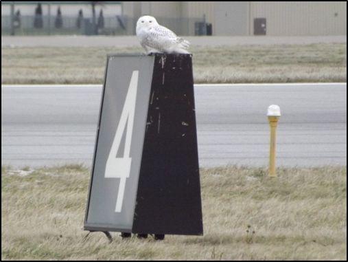 snowy owl.jpg